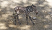 V ZOO Bojnice sa tešia z nového prírastku. Zebra Hartmannovej je v prírode ohrozená