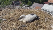 Mláďatá dostali „občianske preukazy“ a veľkú dávku pozornosti. Bociany čoraz viac hniezdia na skládkach