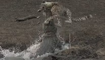 VIDEO: Krokodíl zaútočil na nič netušiaceho geparda. Sila útoku prekvapila aj sprievodcu