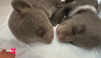 Najväčší problém bol s kŕmením z fľaše. O populárne medvieďatá sa starajú v bojnickej ZOO, v zajatí sa dožijú dlhšie