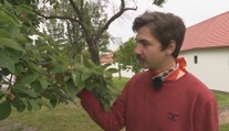 Zabudnuté ovocie Slovenska: Prečo takmer nepoznáme duly, mišpule a oskoruše