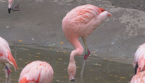 Zomrela legenda ZOO Bojnice. Pamätal si Mečiara aj Husáka, a hoci prišiel o zrak, nevzdal sa a stal sa rekordérom