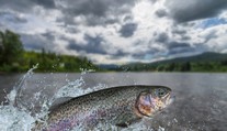 Prekvapujúce zistenie českých vedcov: Pstruhy môžu byť závislé na pervitíne, ktorý preniká do riek