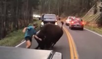 Odvaha alebo šialenstvo? Turista provokoval na ceste bizóna