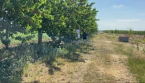 Za tými najčervenšími si musíte vyjsť po rebríku. Jahody striedajú čerešne, samozber je v plnom prúde