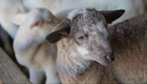 Maštale po celom Slovensku zapĺňajú poslovia jari. Výkupná cena jahniat výrazne poskočí