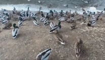 Deti ich milujú, turisti fotia. Desiatky kačiek ovládli Zlaté Moravce