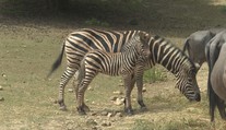 Nevídaný moment v košickej zoo. Kobylám vzácnej zebry sa narodili zdravé žriebätká