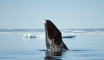 Odhalili tajomstvo dlhovekosti veľrýb. Jedinečný trik chcú začať používať aj u ľudí