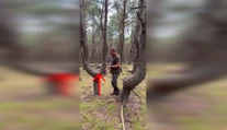 VIDEO: U našich susedov rastie les ako vystrihnutý z hororu. Spájajú ho s nacistami aj zlými silami