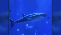 Namiesto žraloka len robotická atrapa. Čínske akvárium čelí rozhorčeniu návštevníkov