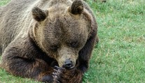 Medveď po zrážke s autom ušiel. Obec varuje pred zranenou šelmou