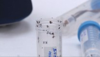 Na Slovensku vyčíňa nová populácia kliešťov. Sú nebezpečnejšie a prenášajú viac ochorení