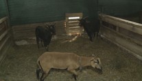 V Zámutove vyčíňajú túlavé psy. Trhajú ovce, kozy či sliepky