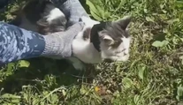 Vo väznici v Rusku zadržali nezvyčajného kuriéra. Mačka pašovala drogy pre odsúdených