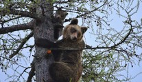 Turistom v Tatrách skrížila cestu medvedica s troma mláďatami. Museli privolať záchranárov