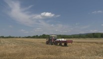 Naši poľnohospodári hlásia rekordnú úrodu. Dočkáme sa nakoniec aj lacnejších rožkov?