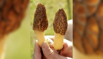 Mimoriadne nebezpečnú hubu si môžete ľahko pomýliť s obľúbeným smrčkom