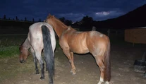 Opitý vodič narazil do koňa, druhý sa splašil a zhodil jazdkyňu