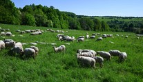 Slovensku sa podarilo zastaviť pokles počtu oviec. Potenciál je veľký, tvrdí minister pôdohospodárstva