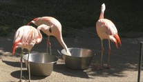 Prežili viacerých ošetrovateľov. V bojnickej zoo sa tešia z okrúhlych narodenín plameniakov