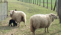 Príroda sa pri Nitre poriadne zahrala: Biele ovce splodili čierne ovečky