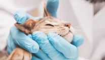 Za eutanáziu mačky zaplatili a dostali aj úmrtný doklad. O 18 mesiacov zistili, že stále žije