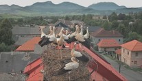 Krúžkovanie bocianov odhaľuje najpikantnejšie kapitoly ich života, no pomáha aj s ich výskumom
