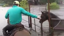 Silné video: Ľudia pred búrkou Harvey nezachraňujú len seba, ale aj bezmocné zvieratá