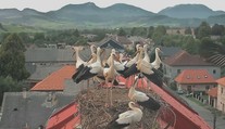 Bociany sa lúčia so Slovenskom. Niektoré však africký piesok menia za sneh