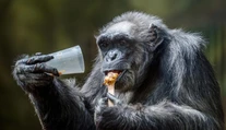 Tragédia v českej zoo: Za smrť najstaršieho šimpanza môžu hlučné ohňostroje