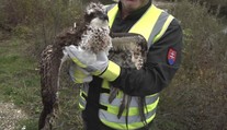 Nad Slovenskom zvykne iba preletieť. Vzácneho dravca teraz zachránili, keď sa topil vo Váhu