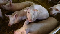 Pre zákaz vývozu sa na farmách hromadia ošípané. Prerastené bravy už nikto kupovať nechce