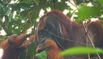 Orangutan prekvapil vedcov schopnosťou, ktorú doteraz pripisovali iba ľuďom