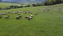 Voľne pasúce sa ovce pod horami sú už skôr raritou. Ťažkú prácu na salašoch nemá kto robiť