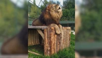 Posledné šelmy z ranča, kde lev roztrhal majiteľa, hľadajú domov. Záujem má ZOO v Orechovej Potôni