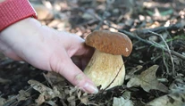 Horúce dni nepotešia hubárov. Odborník však očakáva vrchol sezóny už čoskoro