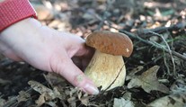 Horúce dni nepotešia hubárov. Odborník však očakáva vrchol sezóny už čoskoro