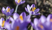 Končí sa meteorologická zima. Na niektorých miestach sú prekonané teplotné rekordy