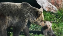 Vo Veľkej Lomnici sa pohybuje medvedica s mláďatami. Obec varuje obyvateľov