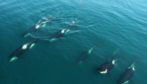 Skupina kosatiek potopila plachetnicu v Gibraltárskom prielive. Posádku musel zachraňovať ropný tanker