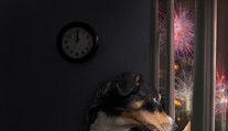 Silvester a zvieratá: Ako pomôcť vašim miláčikom zvládnuť ho bez stresu?