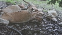 Zostali mu len oči pre plač. Majiteľovi družstva jeden blesk skántril značnú časť stáda