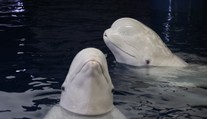 Bizarná záhada: Rusi mali zapojiť do špionážneho tréningu bielu veľrybu. Tá im neskôr „ušla“