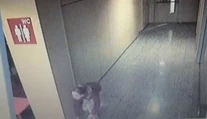 Zlodejka kradla v nákupnom centre bonsaje. Myslela si, že ju nikto nevidí