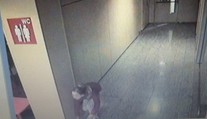 Zlodejka kradla v nákupnom centre bonsaje. Myslela si, že ju nikto nevidí