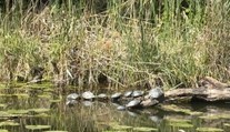 FOTO: Pri Dunaji sa šíria nebezpečné korytnačky. Ohroziť môžu ľudí aj zvieratá