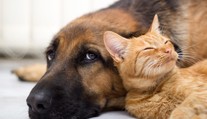 Spoločníci proti demencii: Psy a mačky môžu chrániť mozog pred starnutím