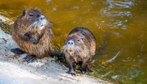 V Nitre sa premnožili nutrie. Okoloidúci ich prikrmujú, ochranári to kritizujú