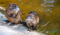 V Nitre sa premnožili nutrie. Okoloidúci ich prikrmujú, ochranári to kritizujú